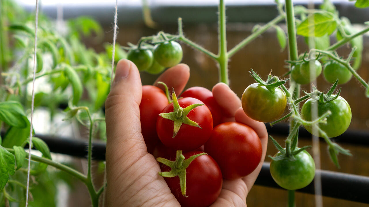 Tomaten können problemlos in Kübeln oder Balkonkästen gezüchtet werden.